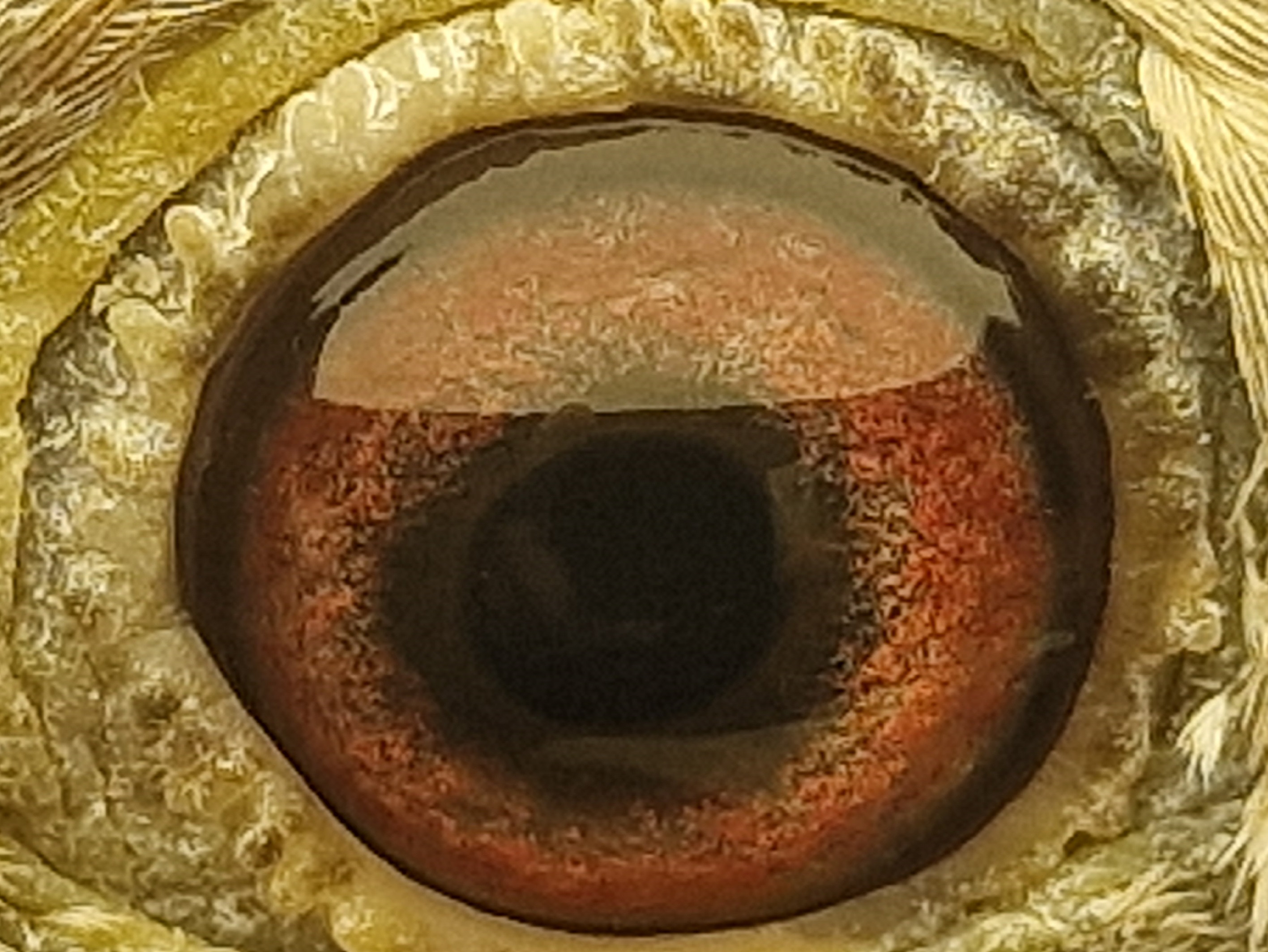 Pigeon eye